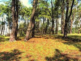 Pine forest